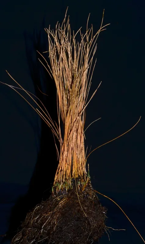 Photo of Trichophorum cespitosum