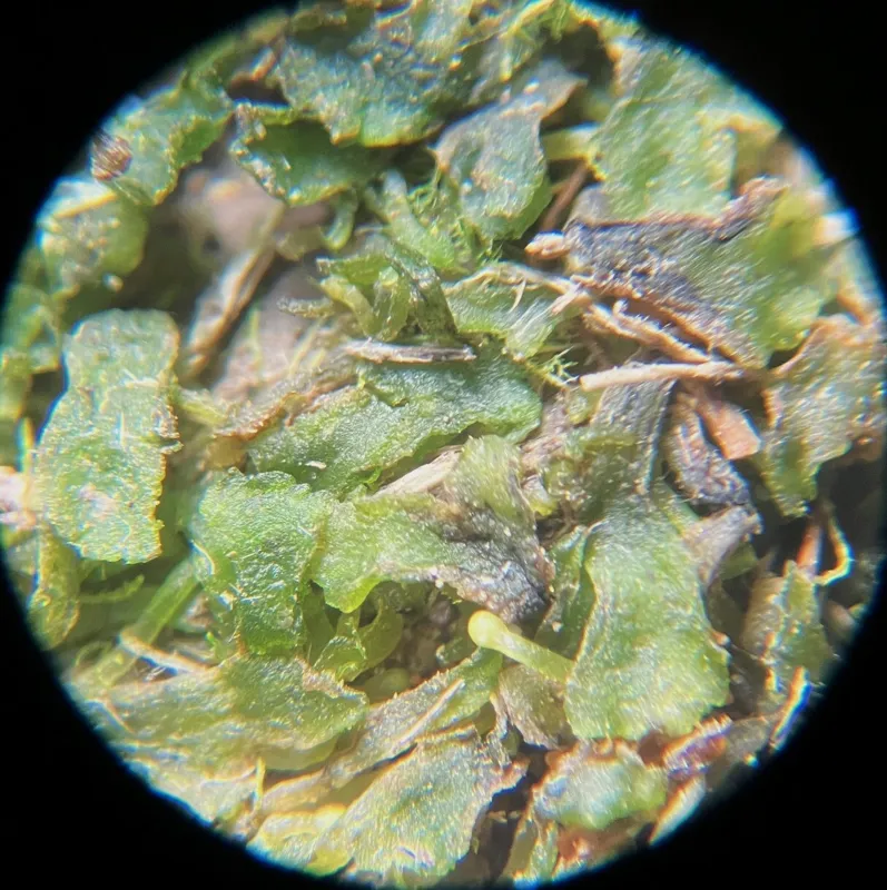 Photo of Phymatoceros phymatodes