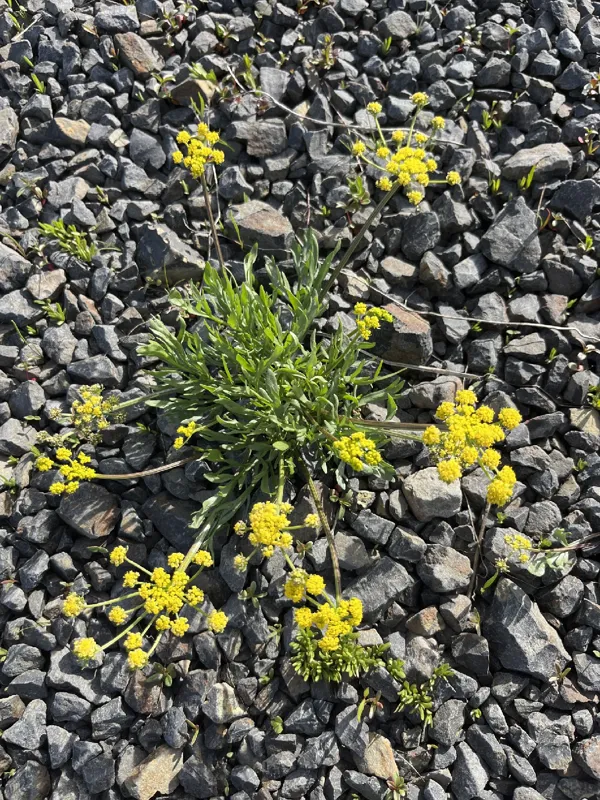 Photo of Lomatium pastorale