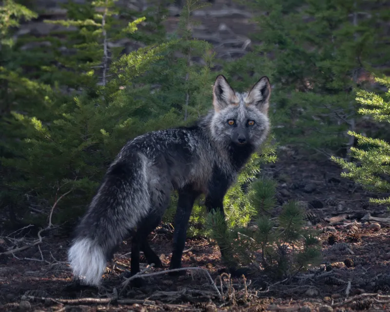 Photo of Vulpes vulpes necator