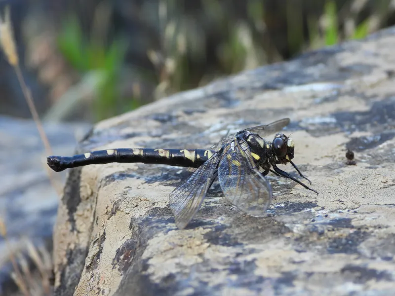 Photo of Tanypteryx hageni