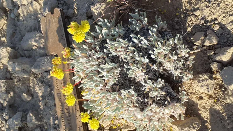 Photo of Eriogonum crosbyae var. mystrium