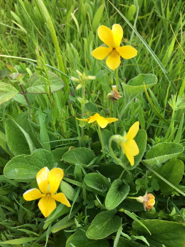 Photo of Viola praemorsa ssp. praemorsa