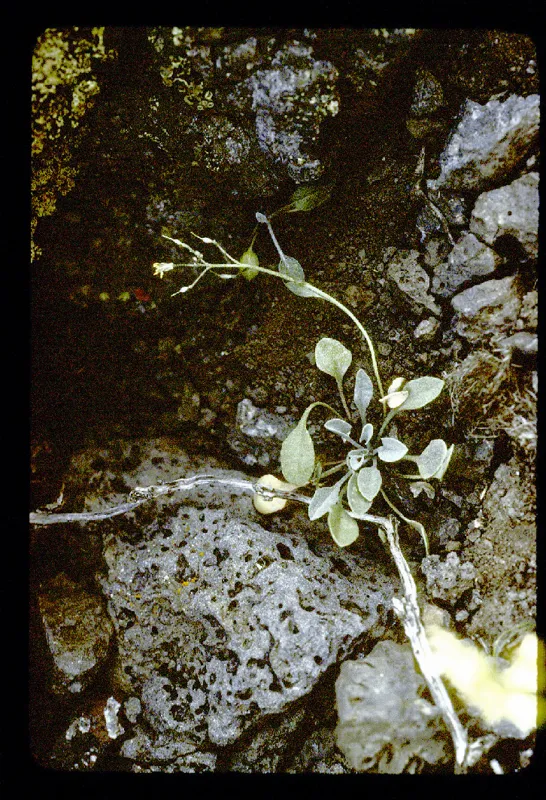 Photo of Physaria kingii ssp. diversifolia