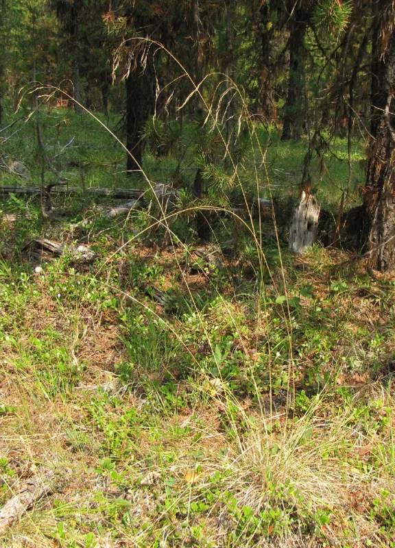 Photo of Eriocoma richardsonii