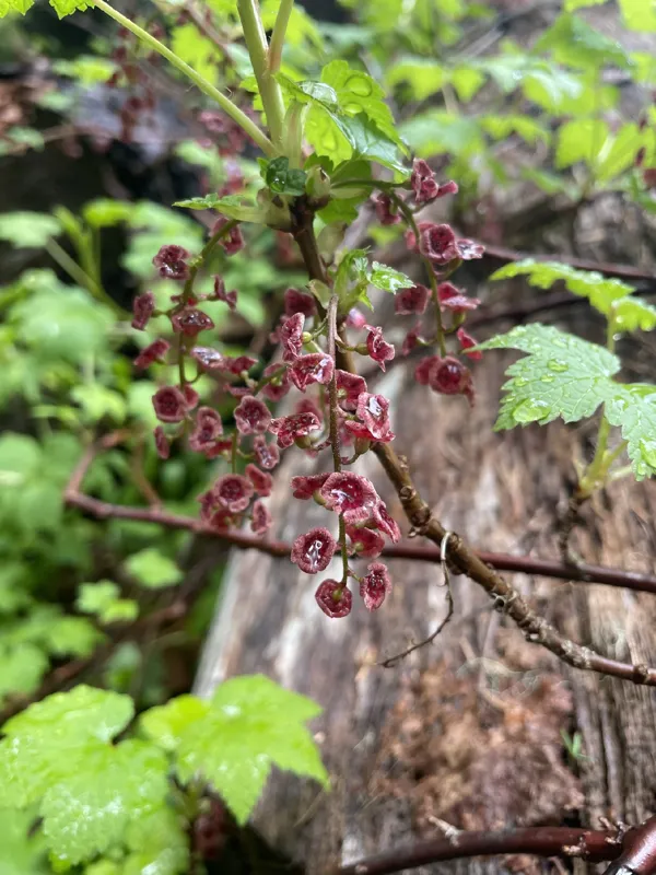 Photo of Ribes triste