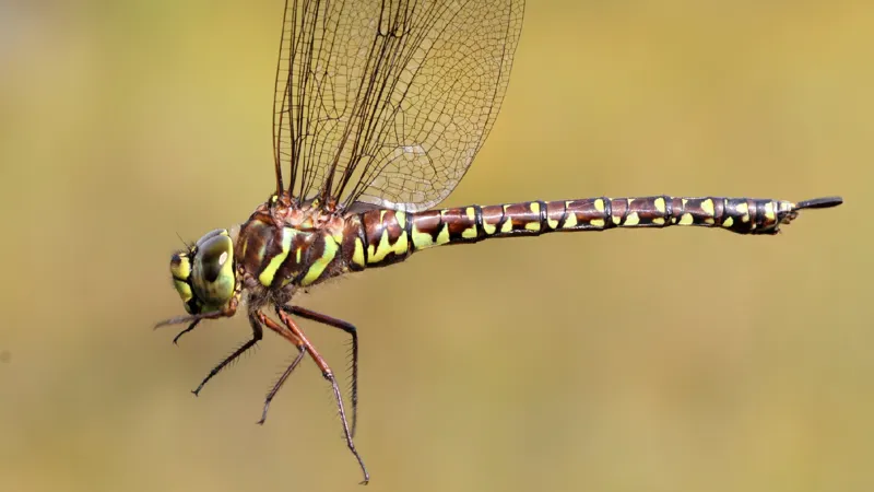 Photo of Aeshna subarctica