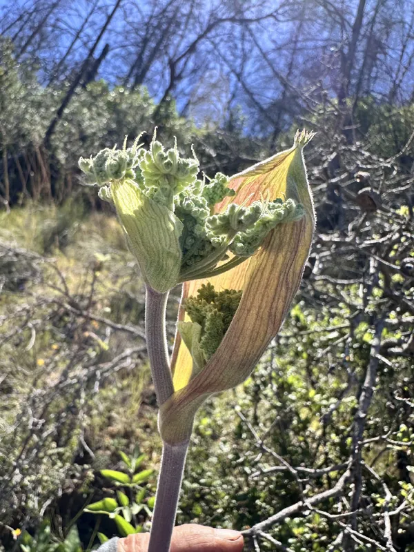 Photo of Angelica tomentosa