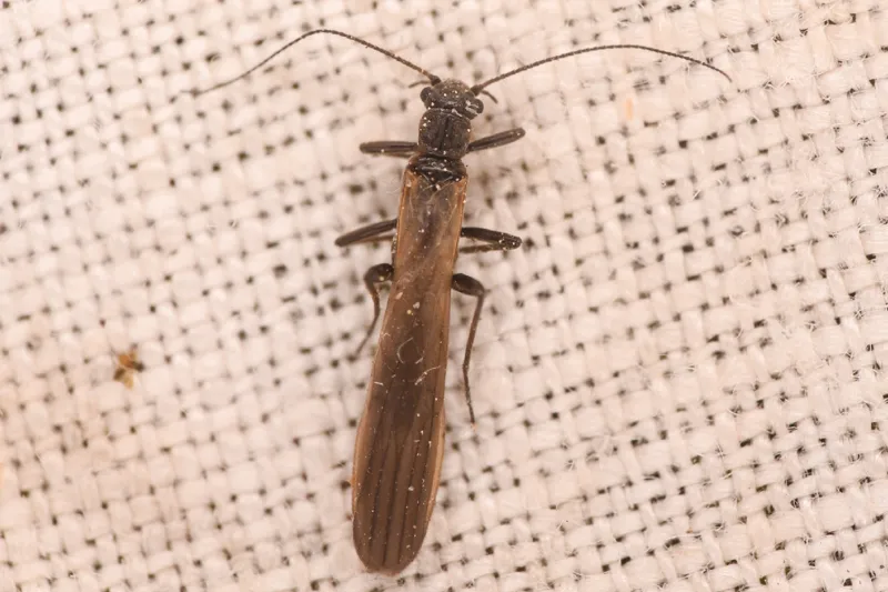 Photo of Pomoleuctra andersoni
