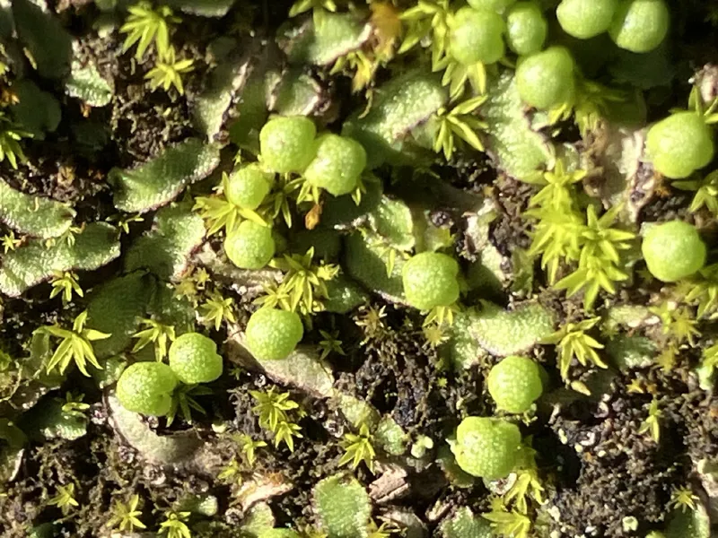 Photo of Asterella bolanderi