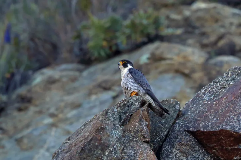 Photo of Falco peregrinus anatum