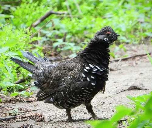 Photo of Canachites canadensis