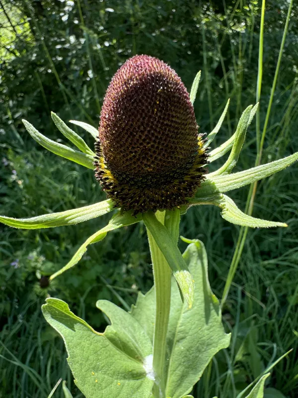 Photo of Rudbeckia alpicola