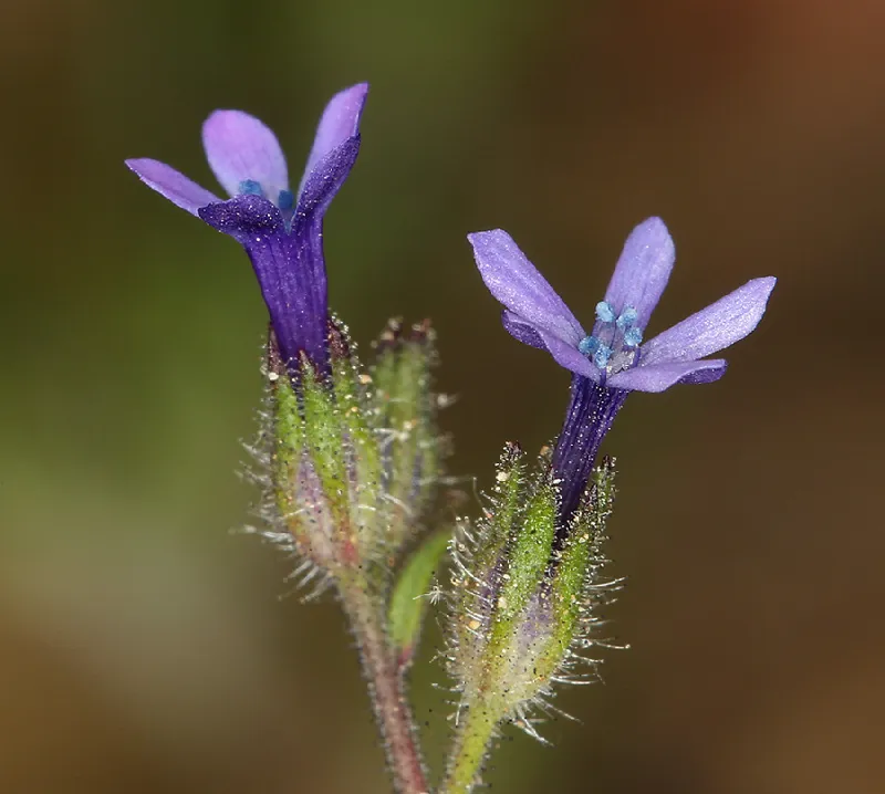 Photo of Allophyllum gilioides