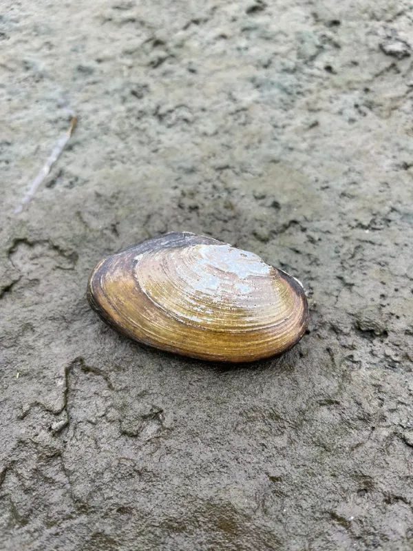 Photo of Anodonta oregonensis