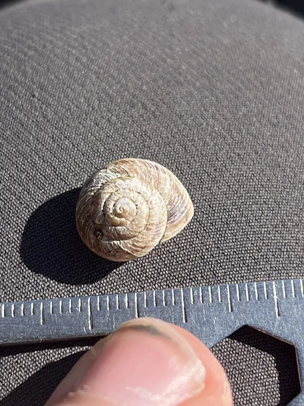 Photo of Oreohelix strigosa delicata