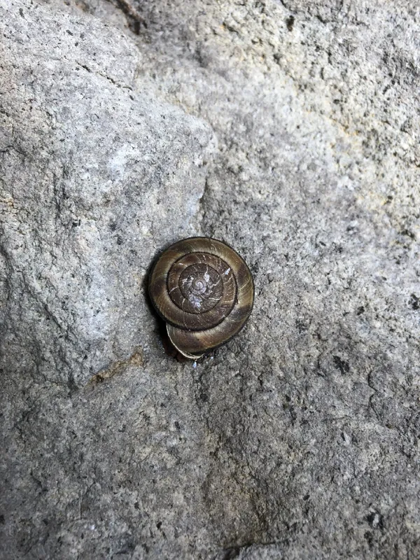 Photo of Monadenia fidelis minor