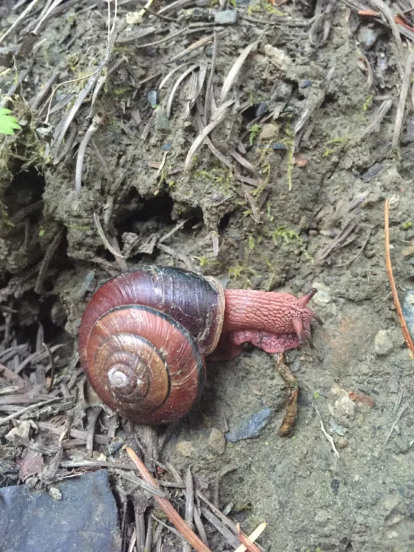 Photo of Monadenia fidelis celeuthia