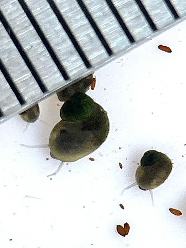 Photo of Fluminicola turbiniformis