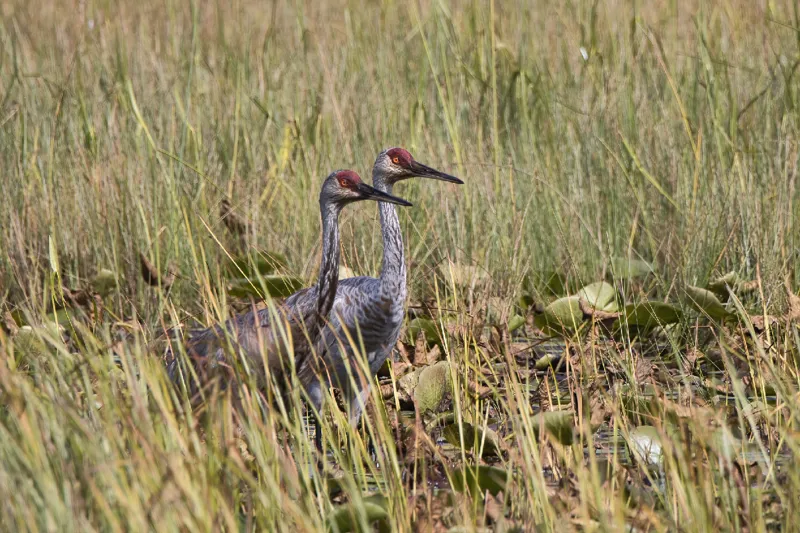 Photo of Antigone canadensis tabida