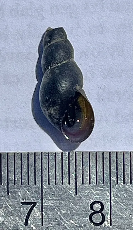 Photo of Juga caerulea