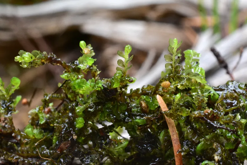 Photo of Rivulariella gemmipara