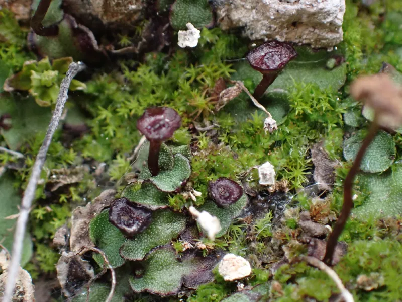 Photo of Marchantia quadrata
