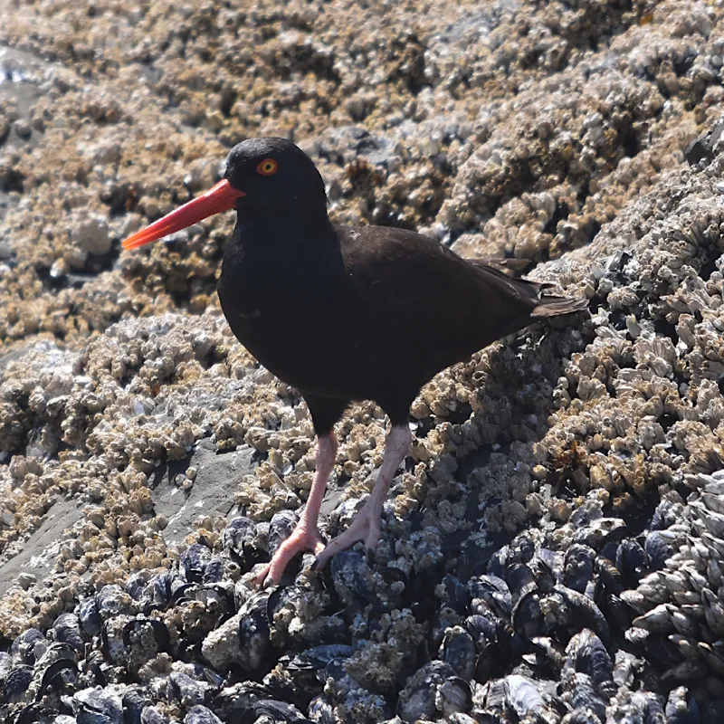 Photo of Haematopus bachmani