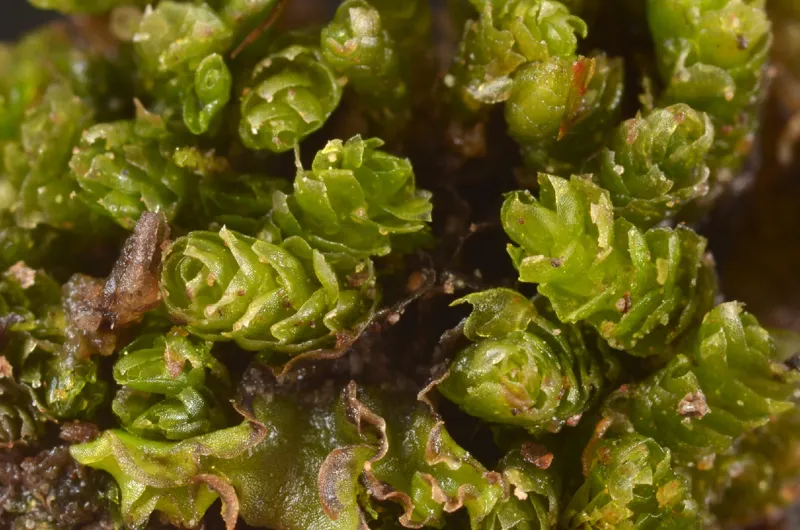 Photo of Fuscocephaloziopsis monticola