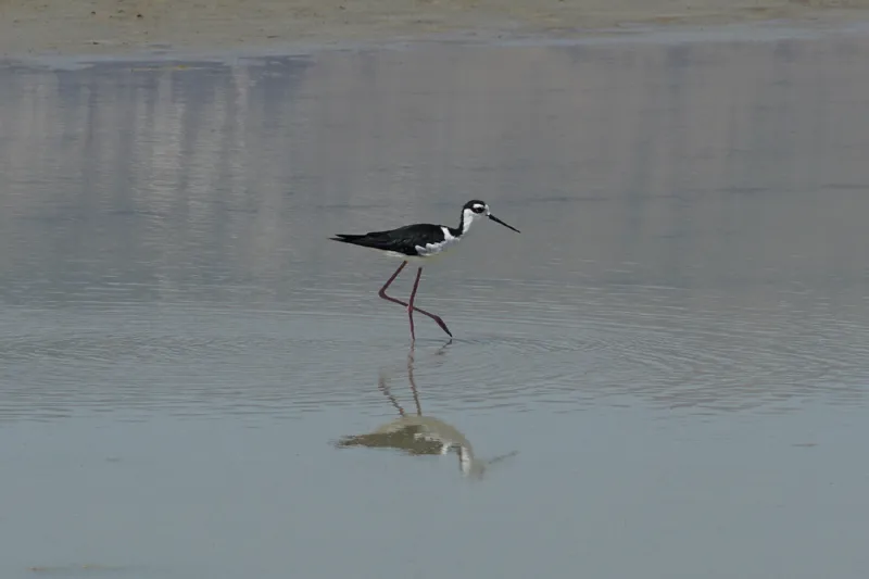 Photo of Himantopus mexicanus