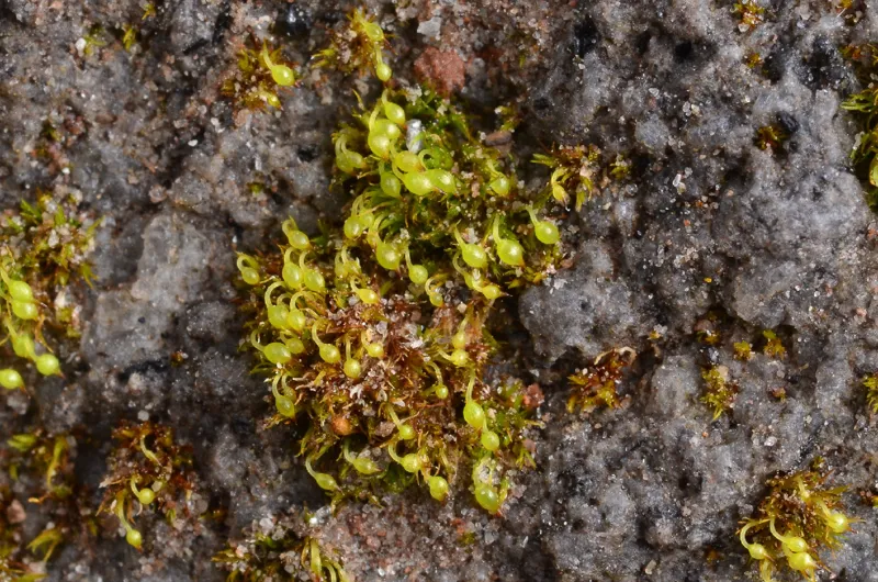 Photo of Brachydontium olympicum