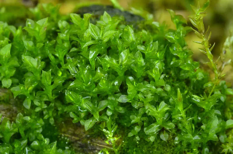 Photo of Tayloria serrata