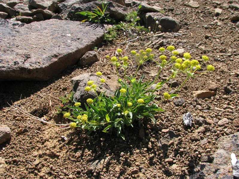 Photo of Bupleurum americanum