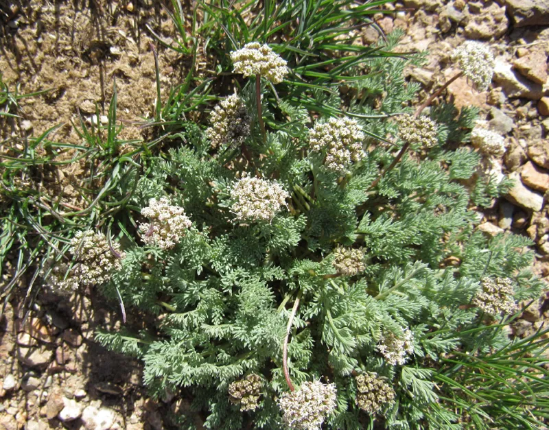 Photo of Cymopterus nivalis