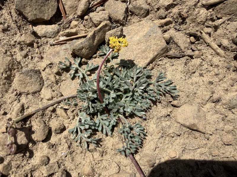 Photo of Lomatium watsonii