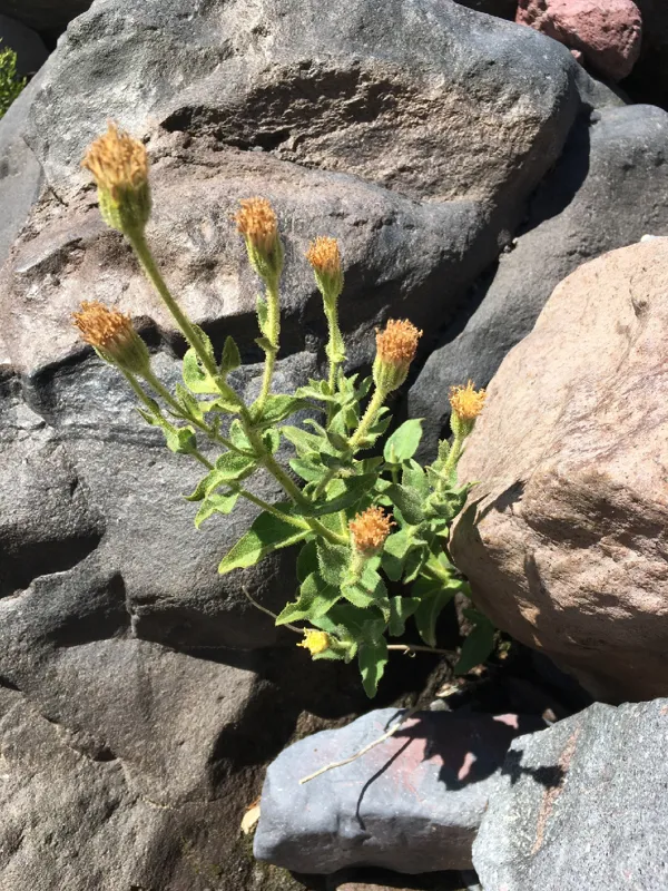 Photo of Arnica viscosa