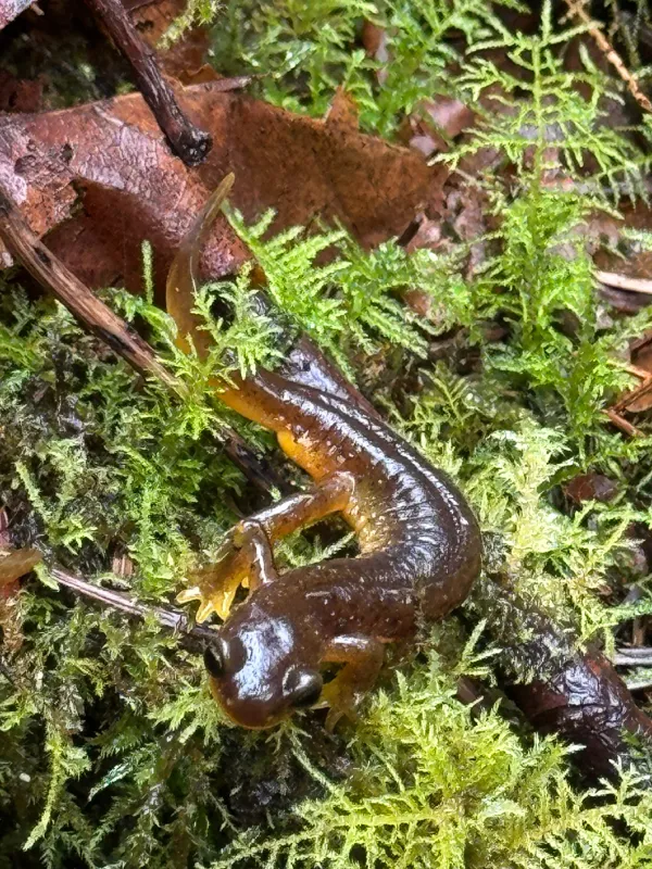 Photo of Rhyacotriton variegatus