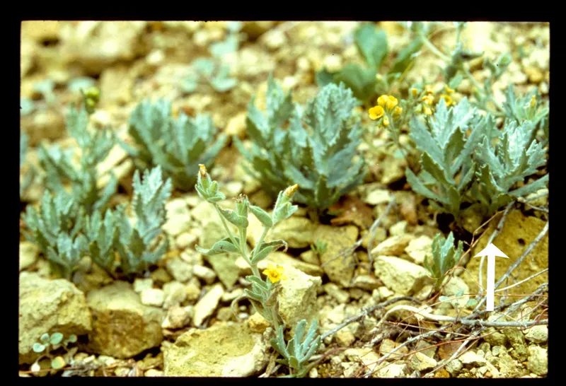Photo of Senecio ertterae
