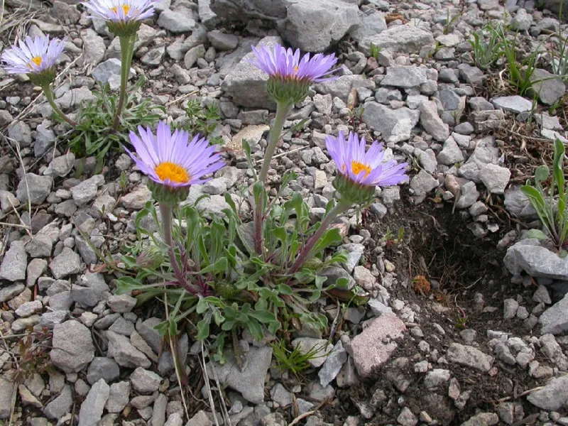 Photo of Townsendia parryi