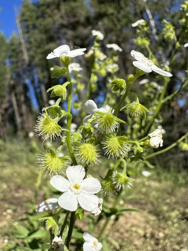 Photo of Hackelia cronquistii