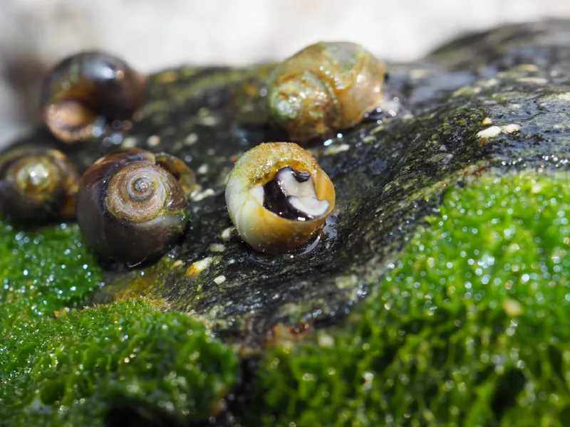Photo of Fluminicola fuscus