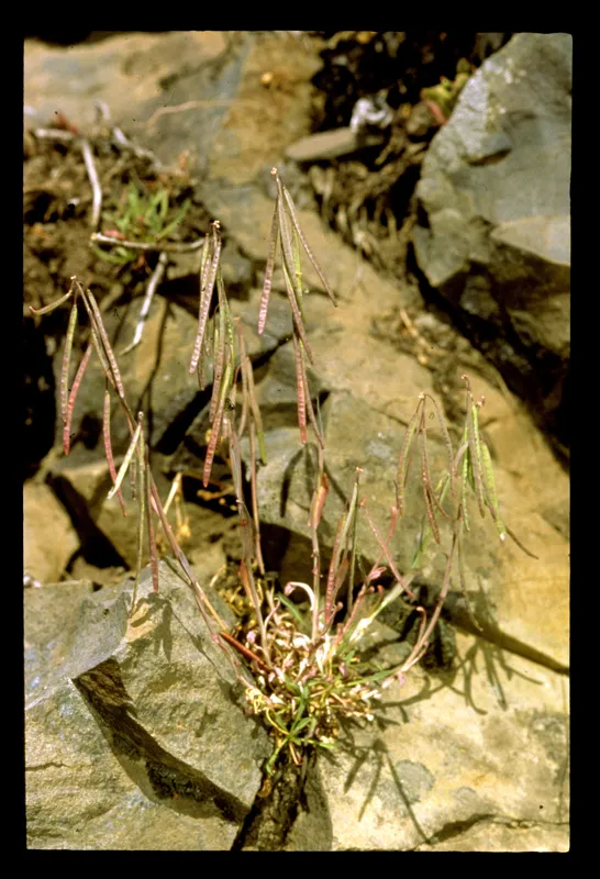 Photo of Boechera hastatula