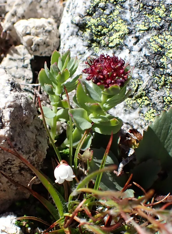 Photo of Rhodiola integrifolia ssp. integrifolia