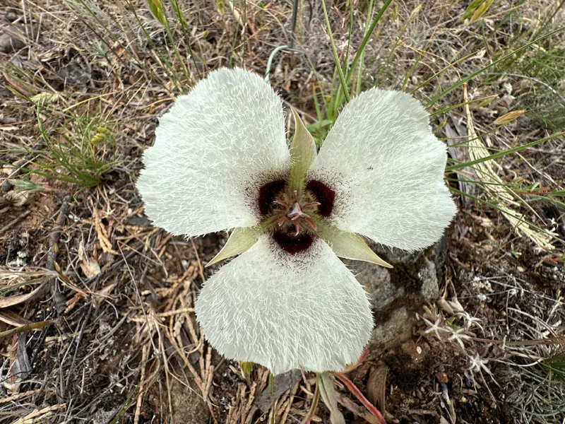 Photo of Calochortus umpquaensis ssp. confertus