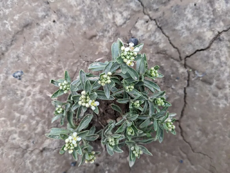 Photo of Lepidium davisii