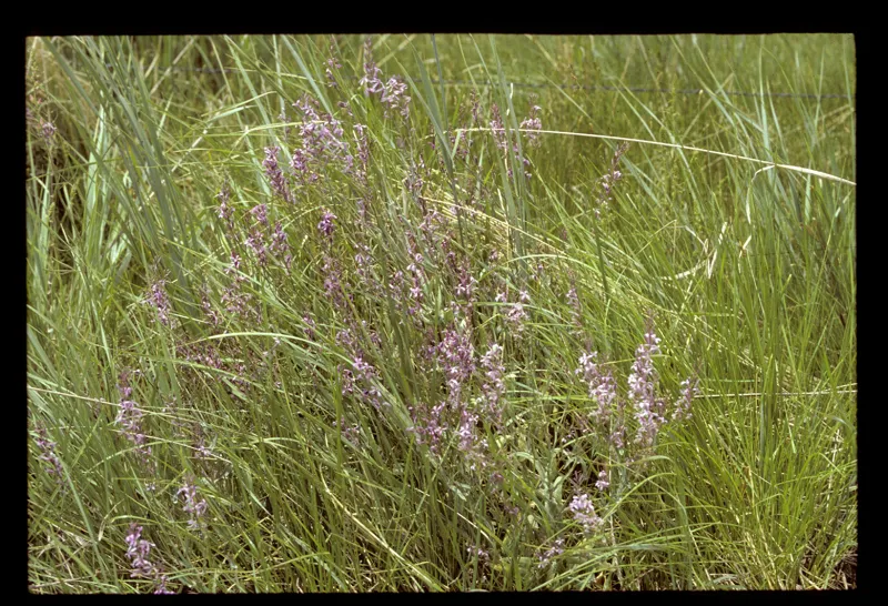 Photo of Thelypodium howellii ssp. spectabilis