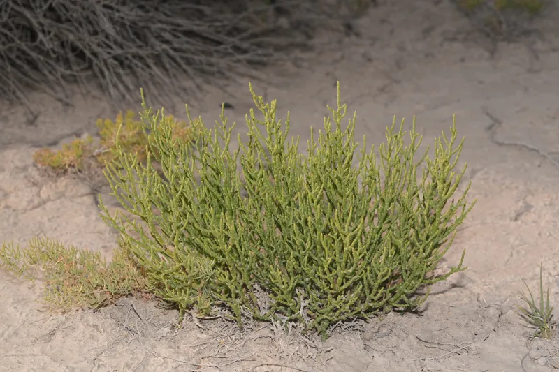 Photo of Allenrolfea occidentalis