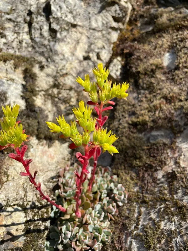 Photo of Sedum moranii