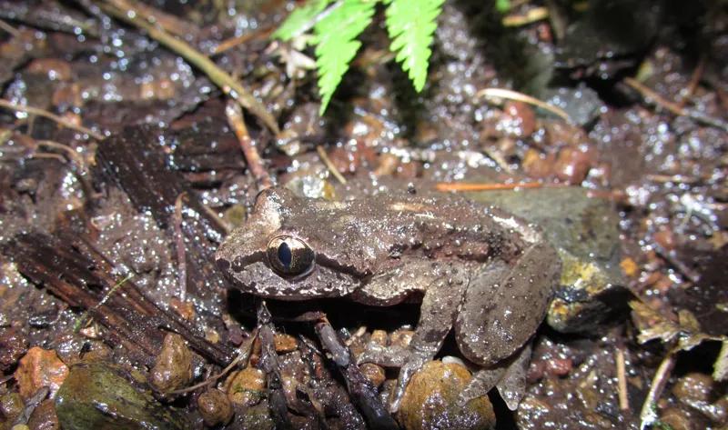 Photo of Ascaphus truei