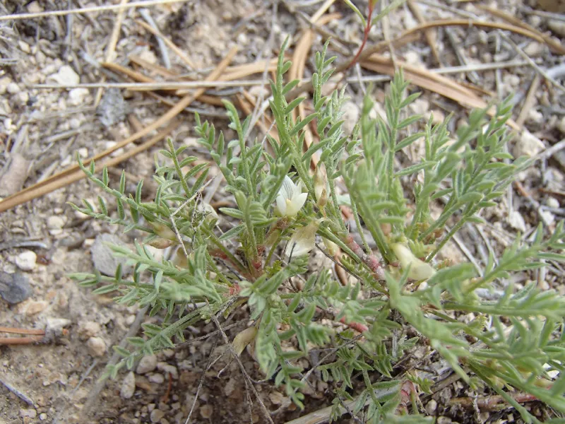 Photo of Astragalus peckii